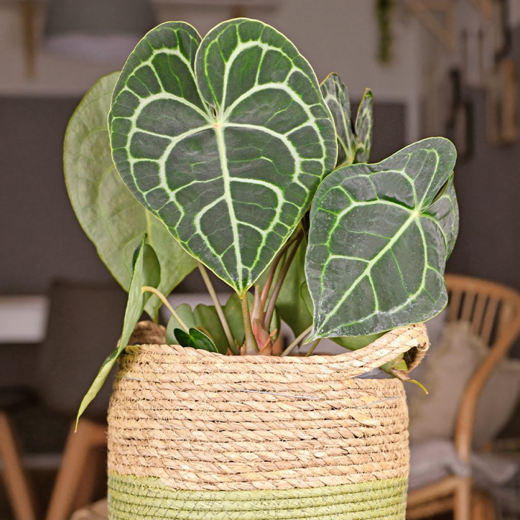 Anthurium clarinervium - Flamingo flower