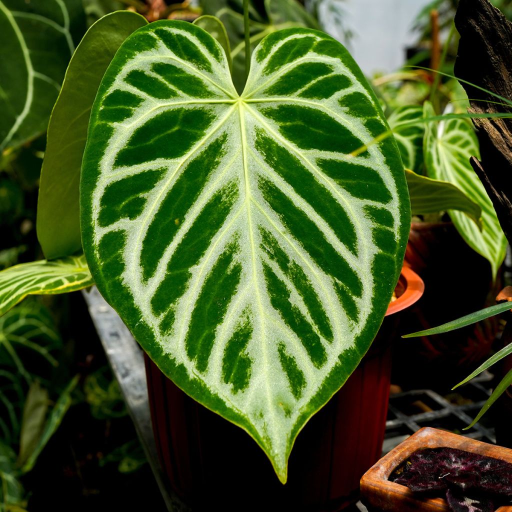 Anthurium crystallinum Crystal Hope - Flamingo Flower