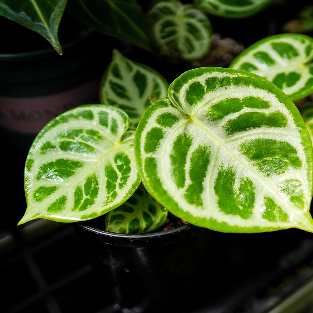 Anthurium crystallinum Crystal Hope - Flamingo Flower