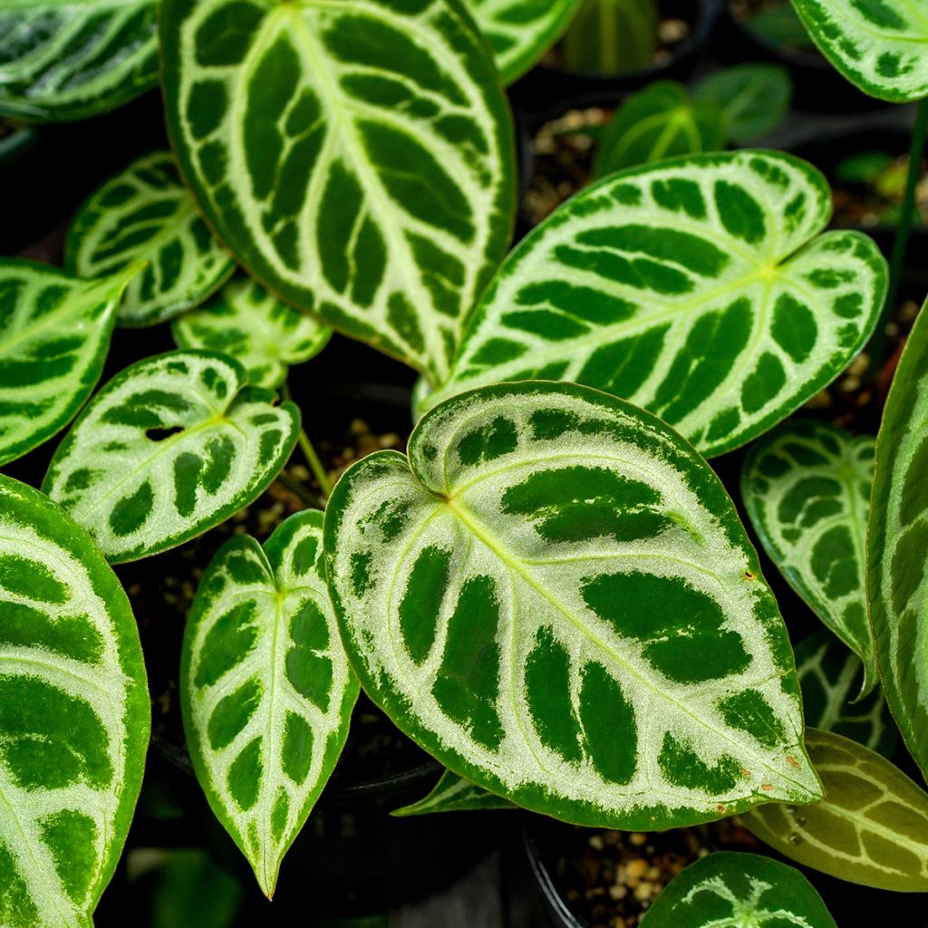 Anthurium crystallinum Crystal Hope - Flamingo Flower