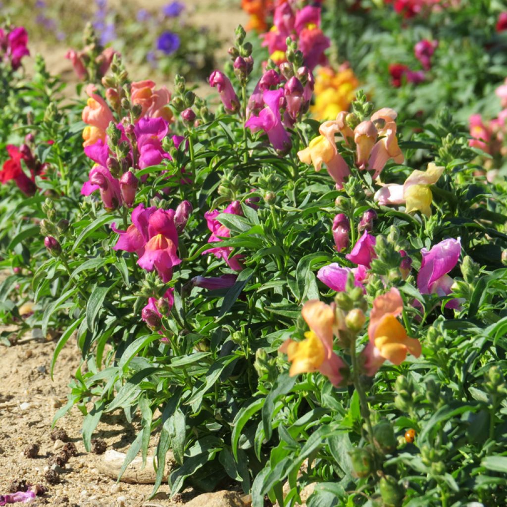 Dwarf Snapdragon Emerald Isles Mix Seeds - Antirrhinum majus pumilum