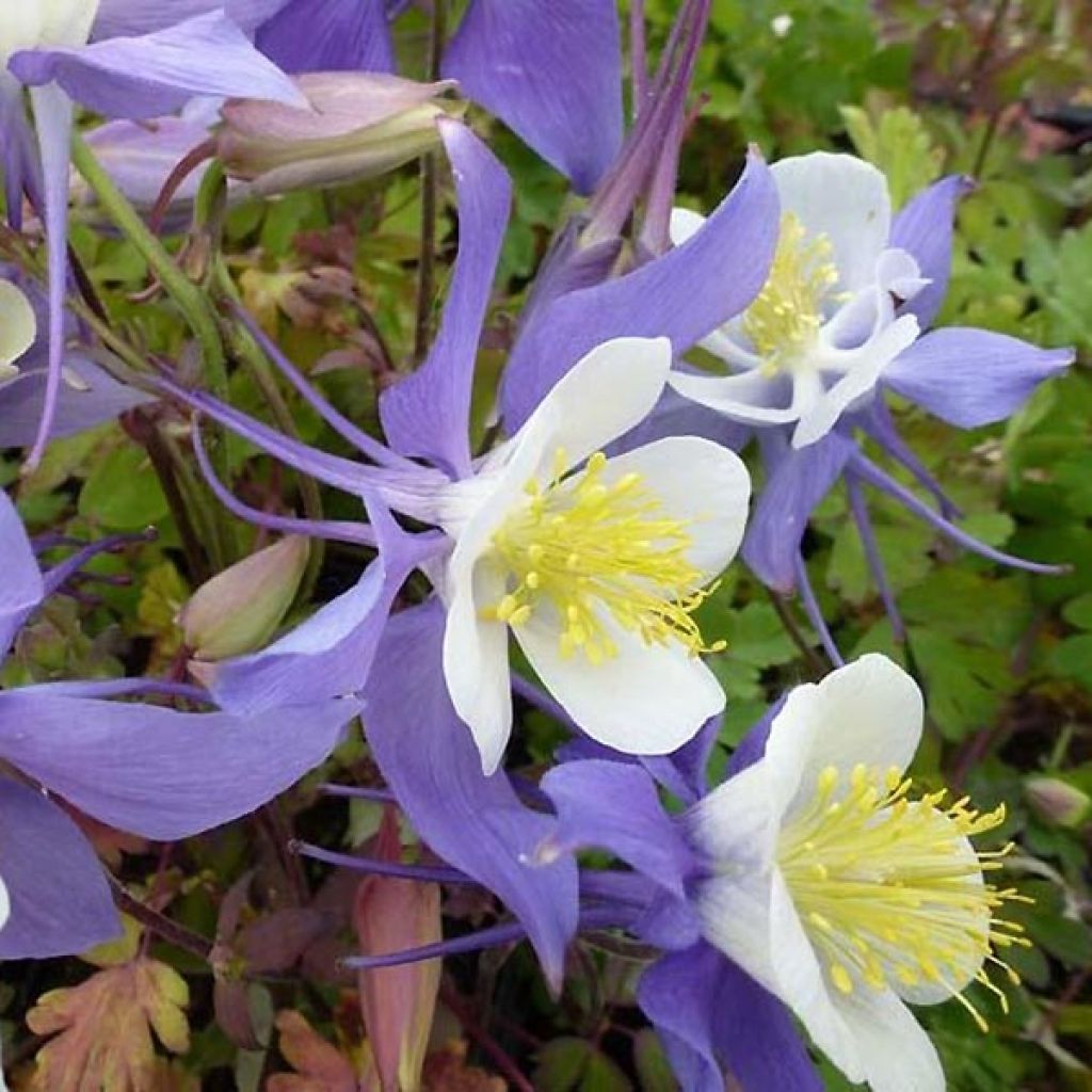 Aquilegia Mrs M. Nicholls - Columbine