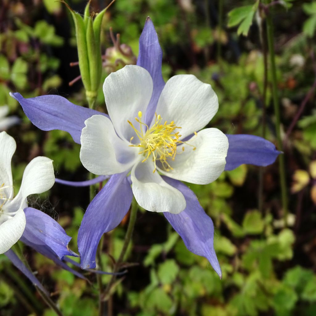 Aquilegia Mrs M. Nicholls - Columbine