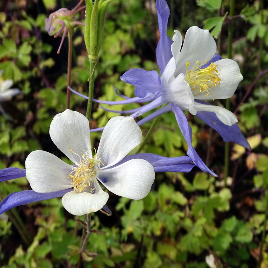 Aquilegia Mrs M. Nicholls - Columbine