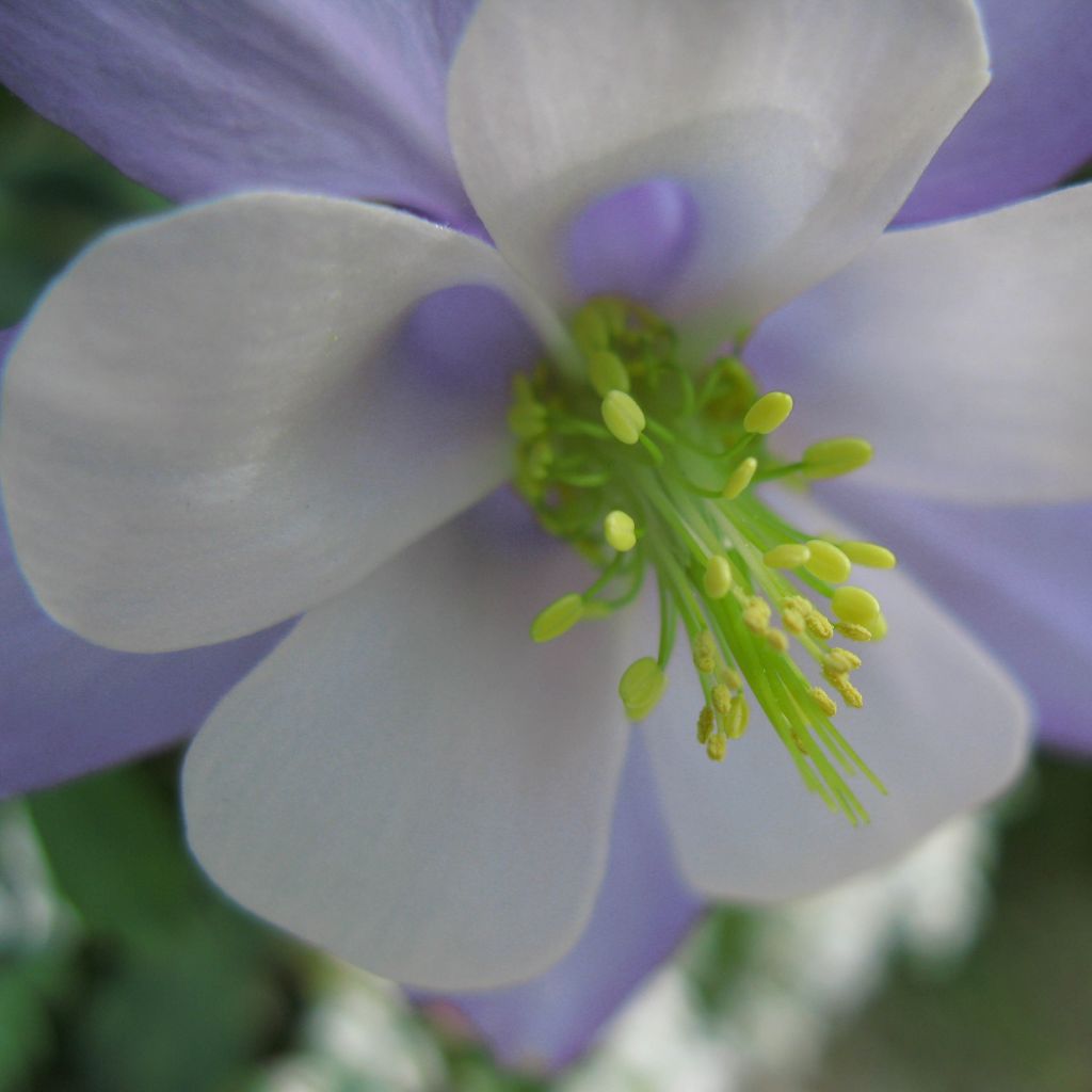 Aquilegia Songbird Series Bunting - Columbine