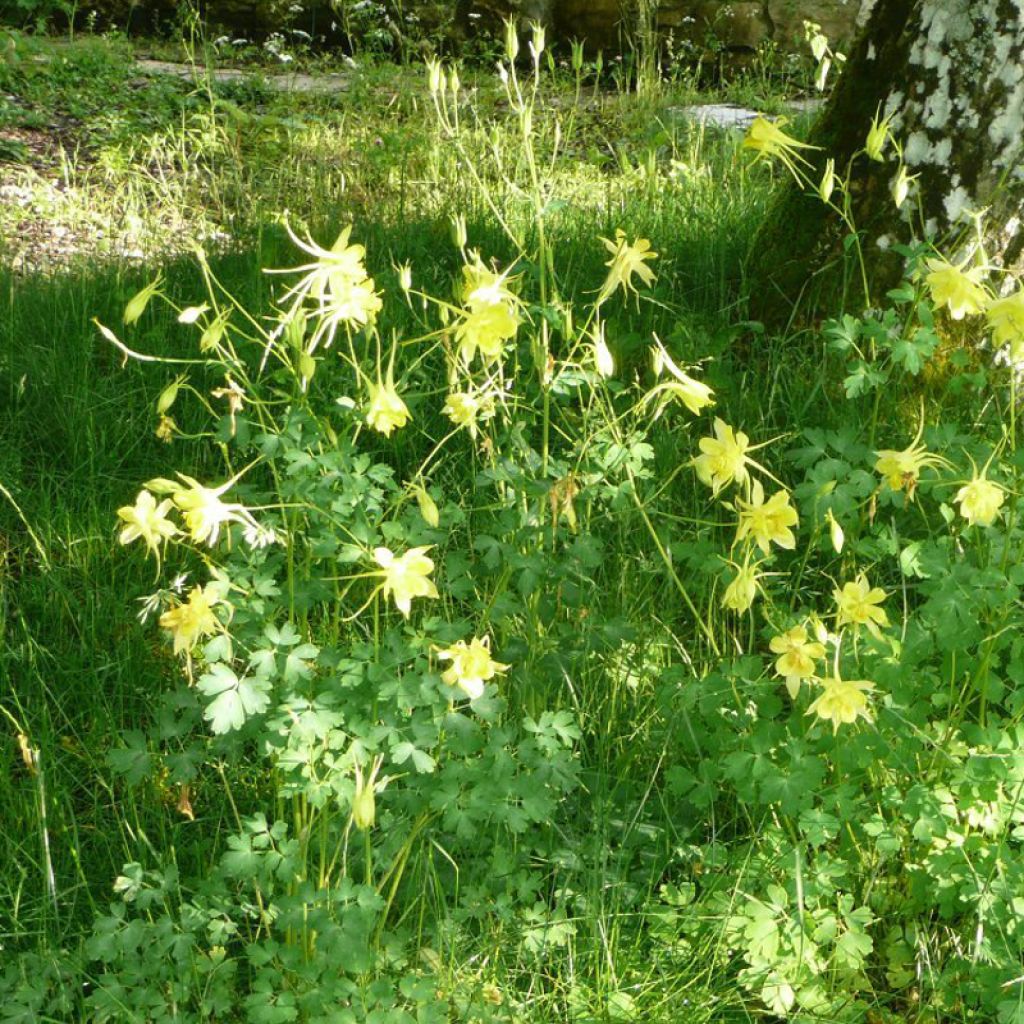 Aquilegia Songbird Series Goldfinch - Columbine