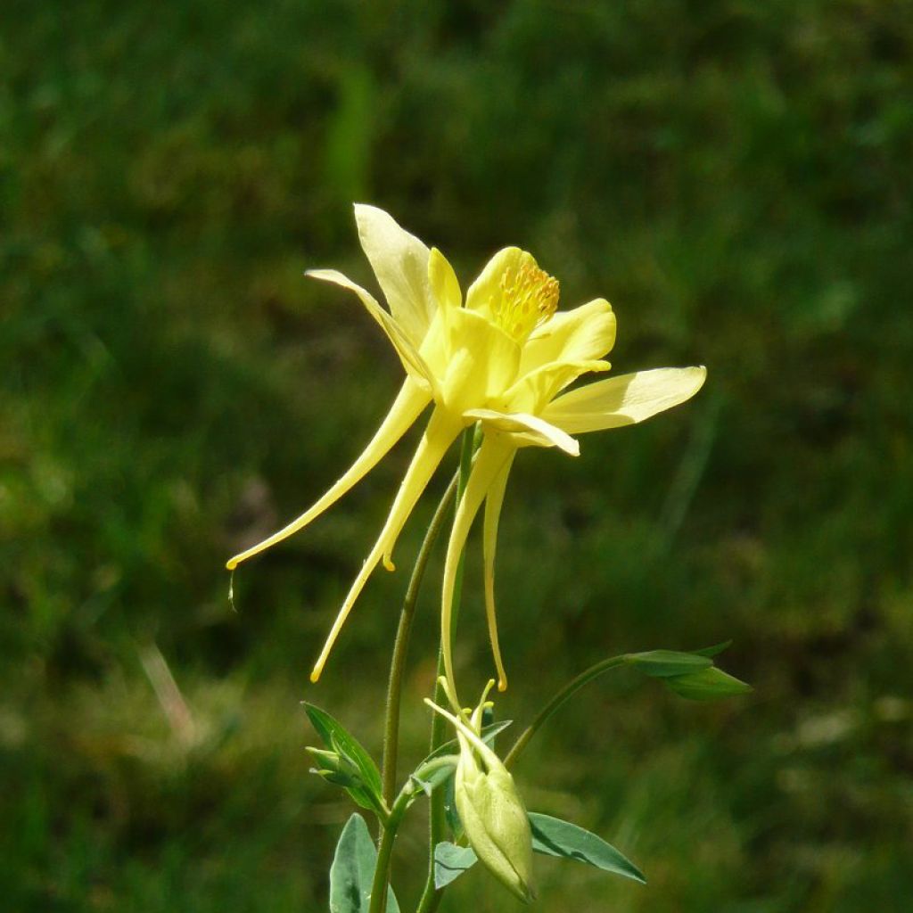 Aquilegia Songbird Series Goldfinch - Columbine