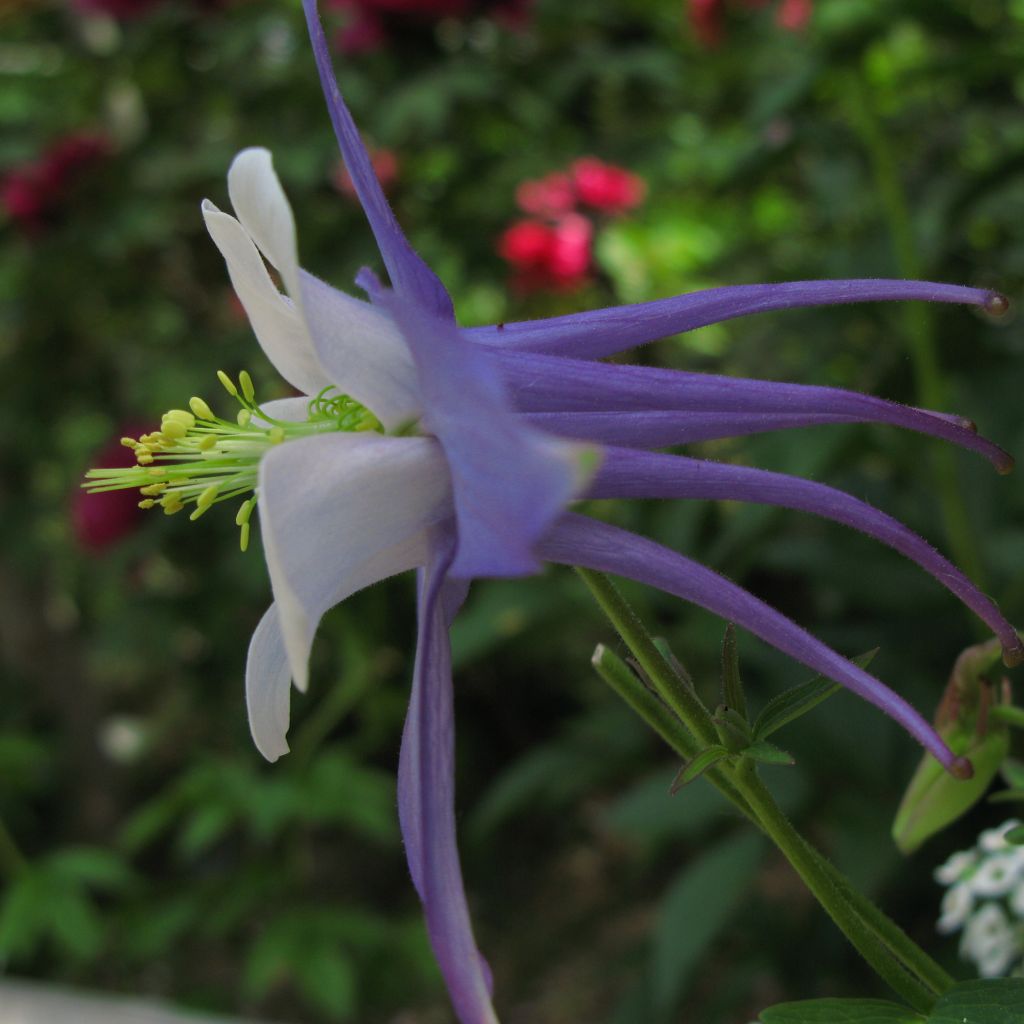 Aquilegia Songbird Series Blue Jay - Columbine