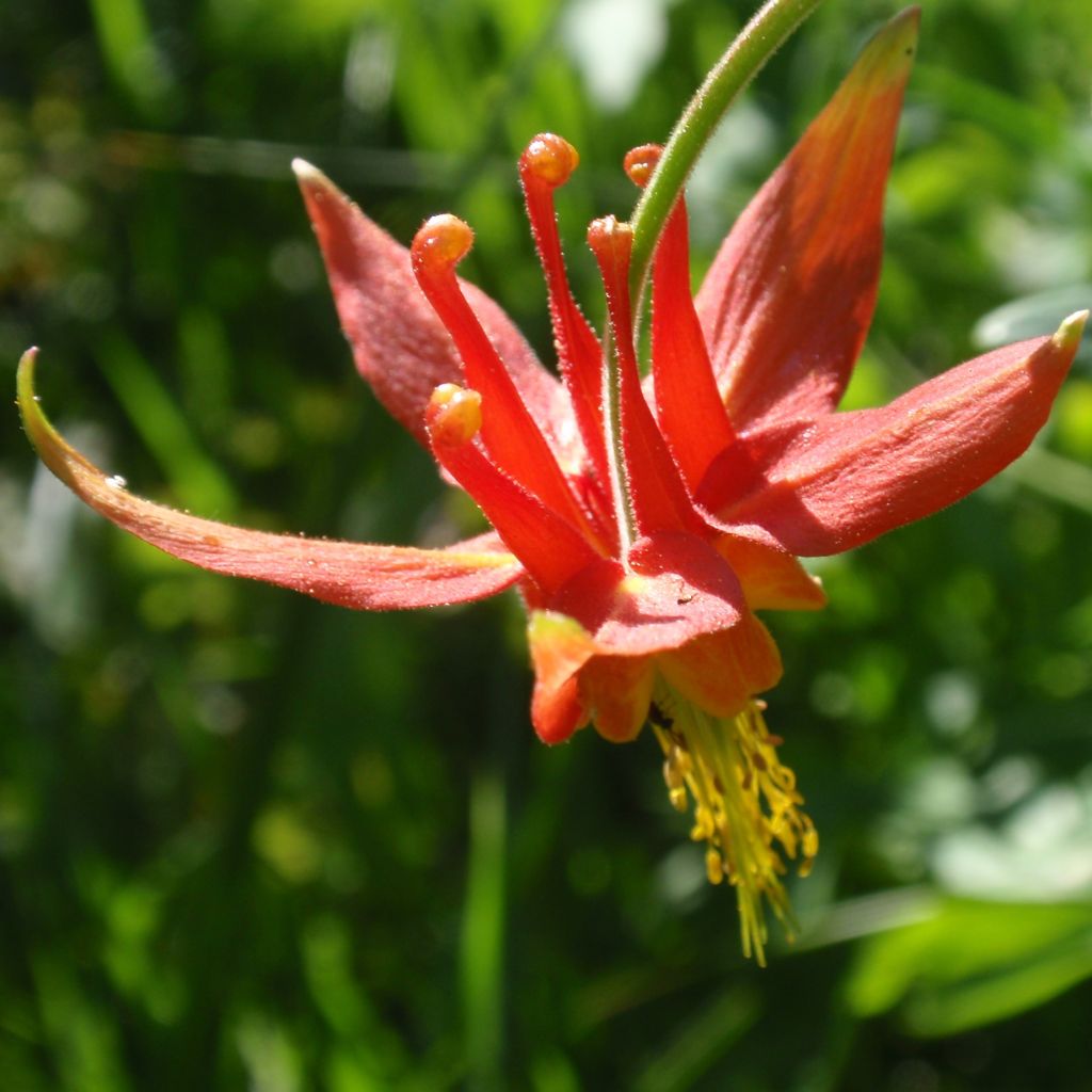 Ancolie, Aquilegia formosa