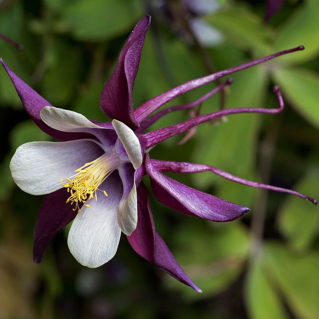 Aquilegia rockii - Columbine