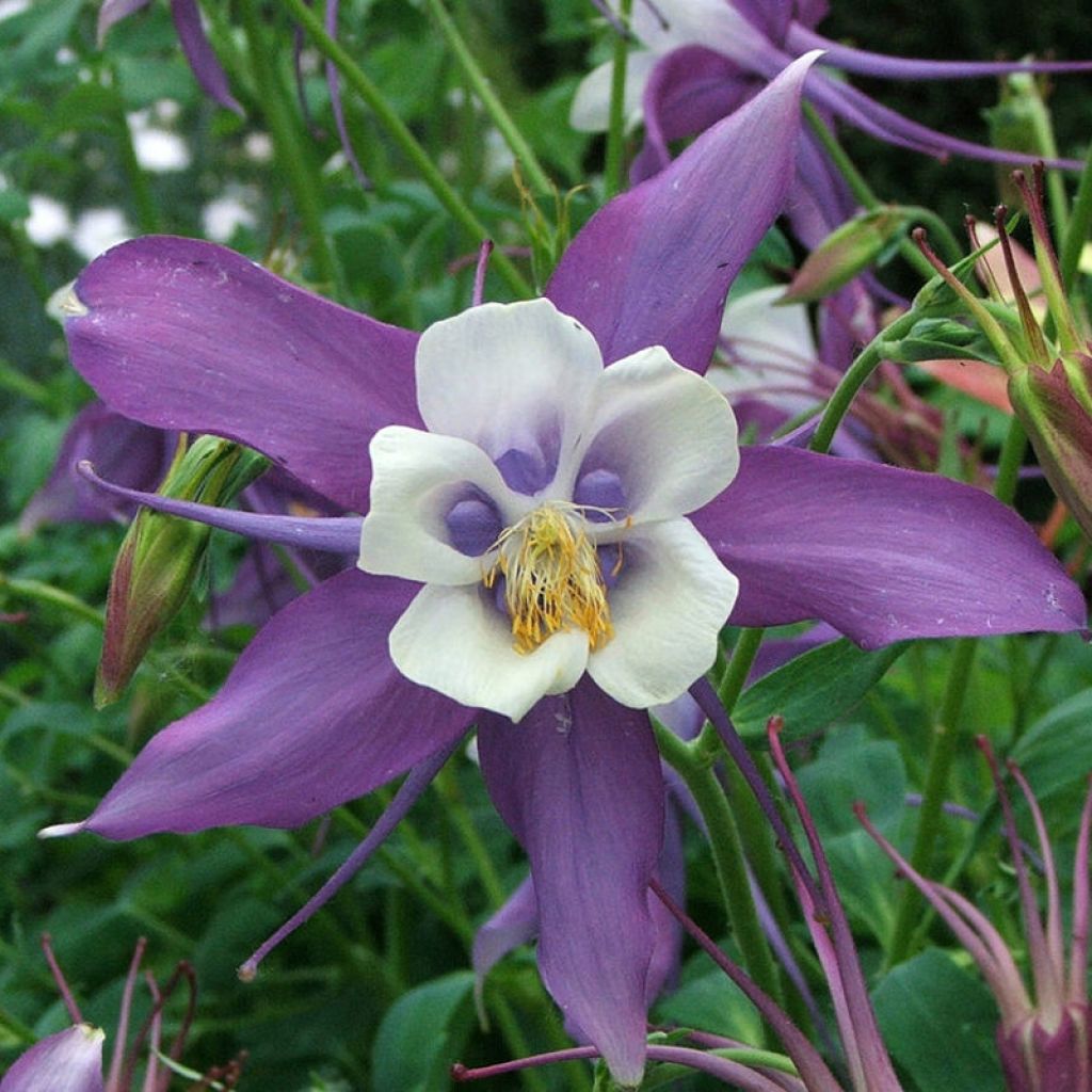 Ancolie, Aquilegia rockii