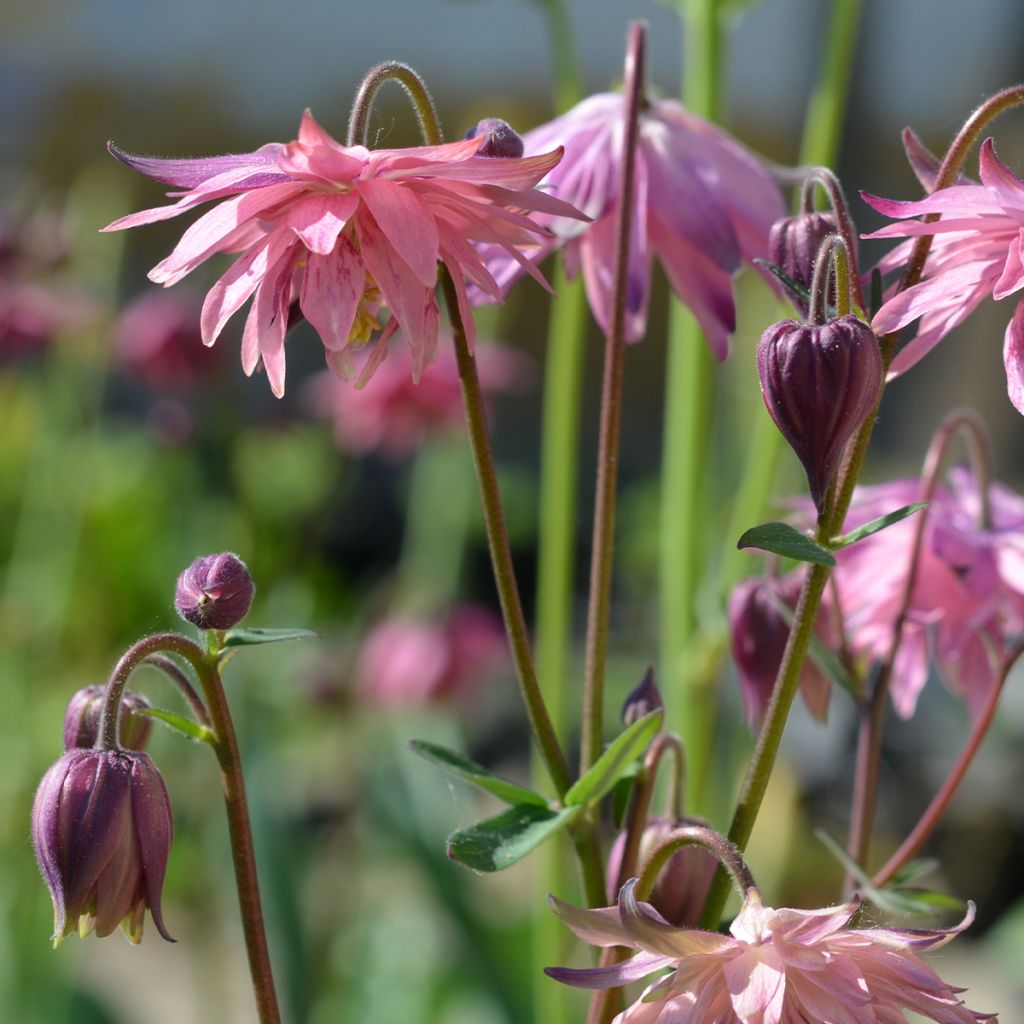 Aquilegia vulgaris var. stellata Rose Barlow - Columbine