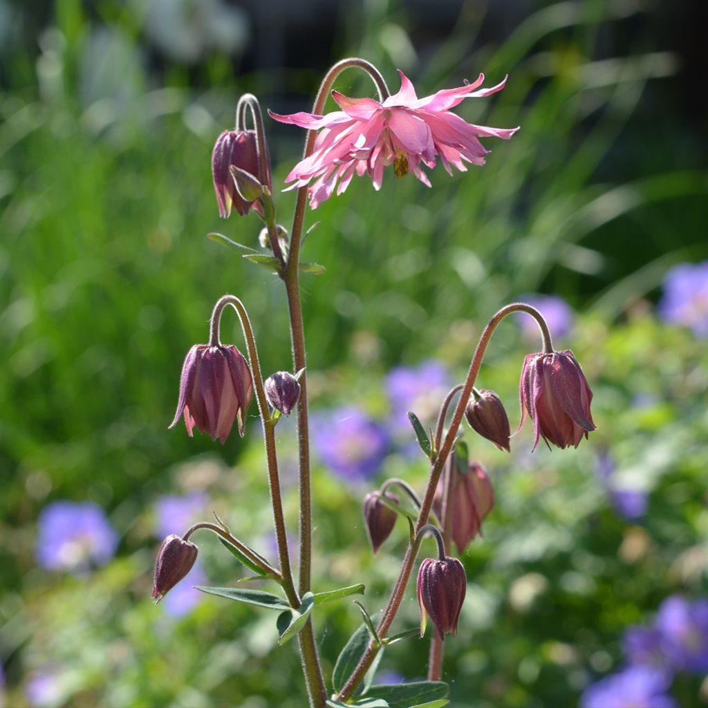 Aquilegia vulgaris var. stellata Rose Barlow - Columbine