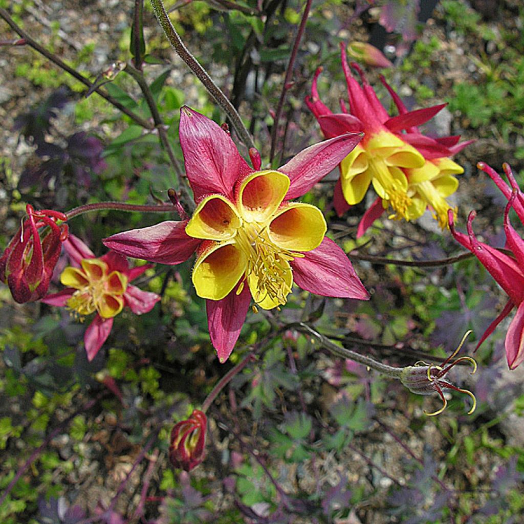 Ancolie, Aquilegia skinneri