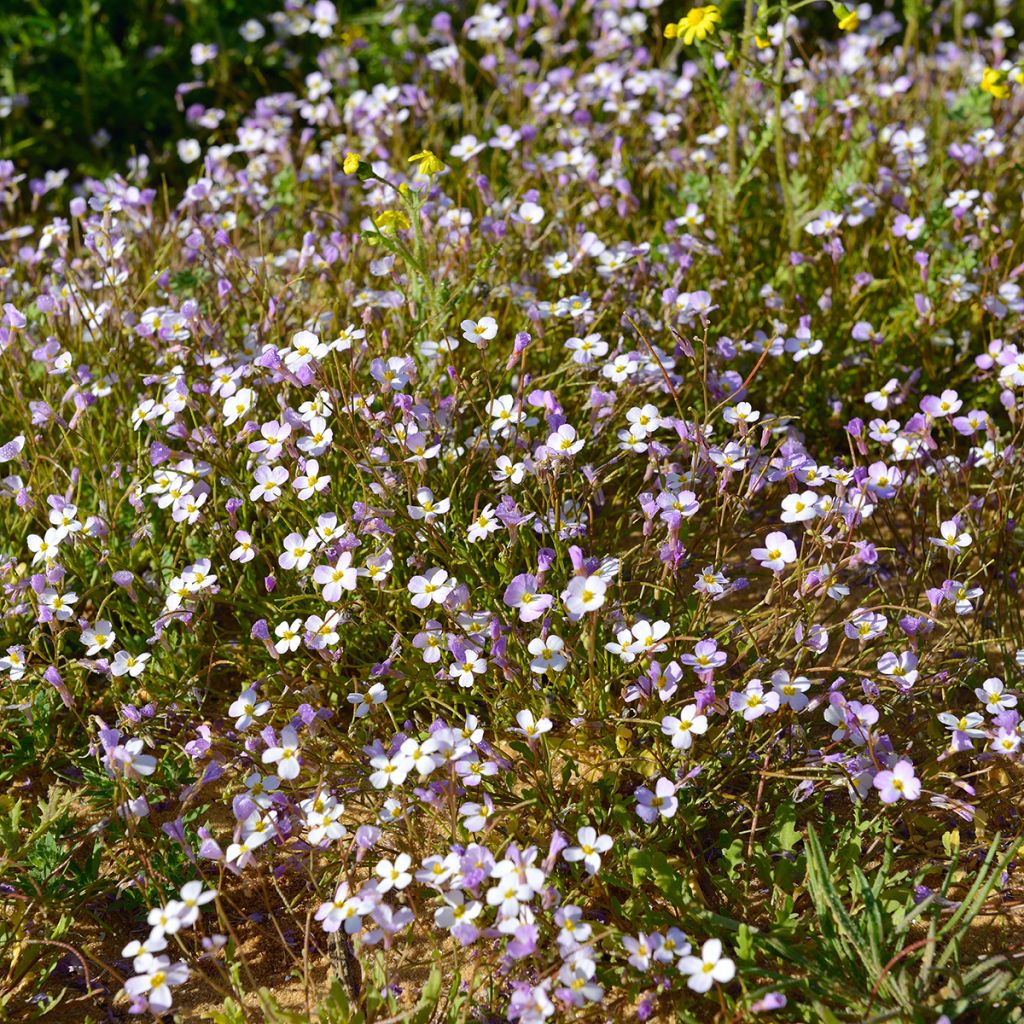 Arabis alpina subsp. caucasica Rosea