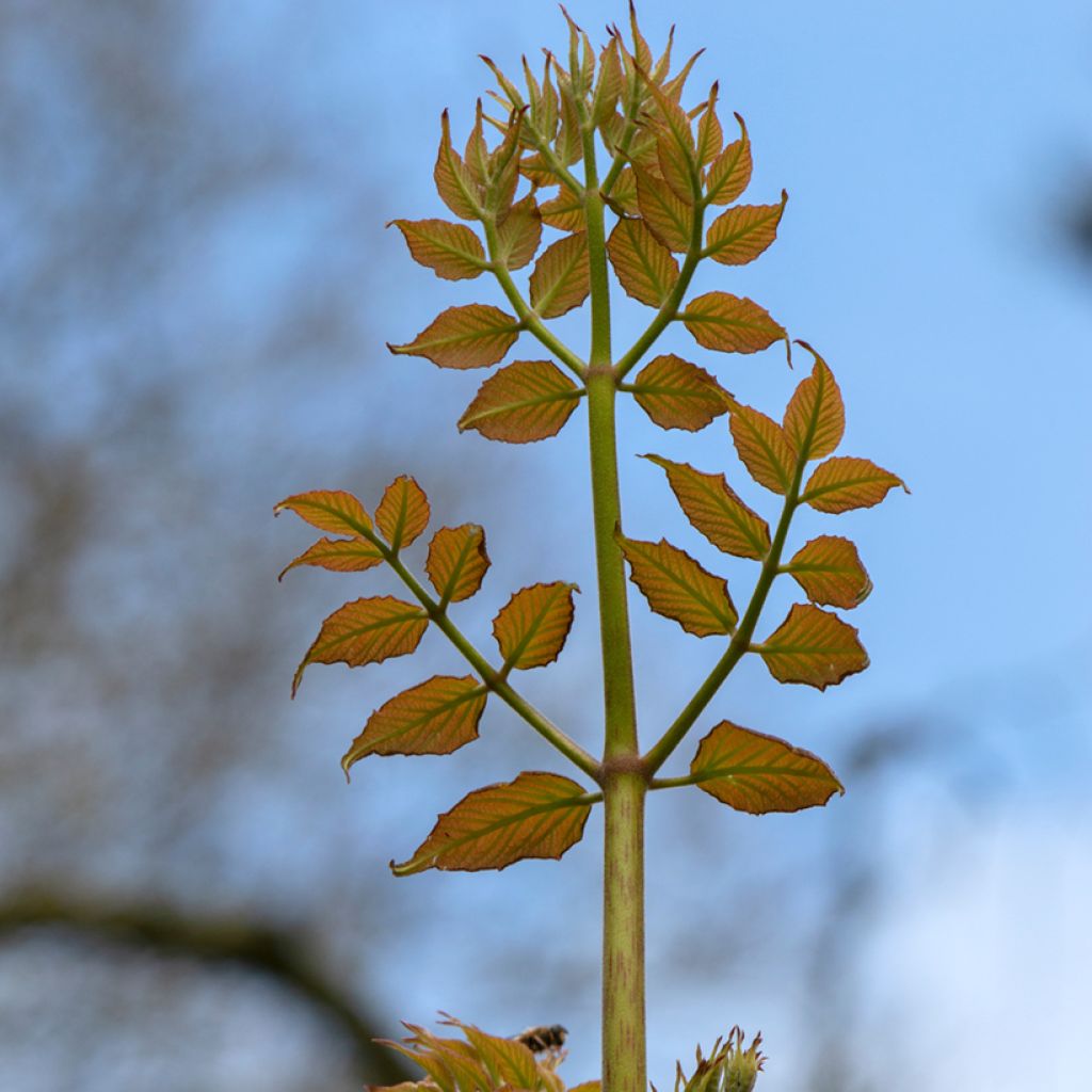 Aralia elata