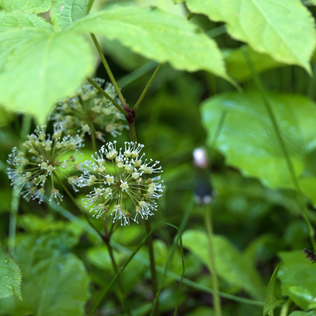 Aralia nudicaulis - Japanese Spikenard