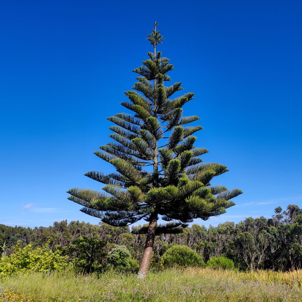 Araucaria heterophylla - Norfolk Island pine