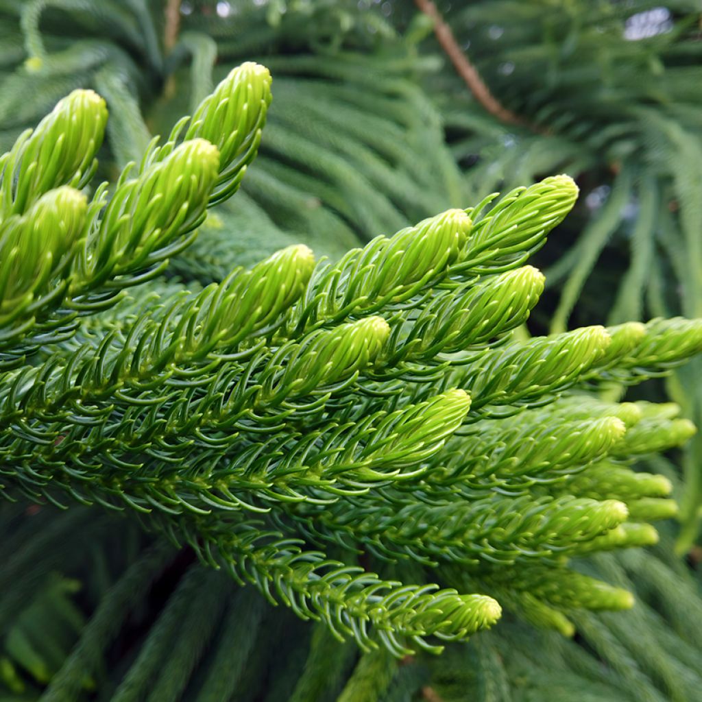 Araucaria heterophylla - Norfolk Island pine
