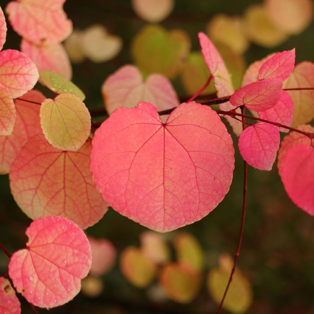 Cercidiphyllum japonicum