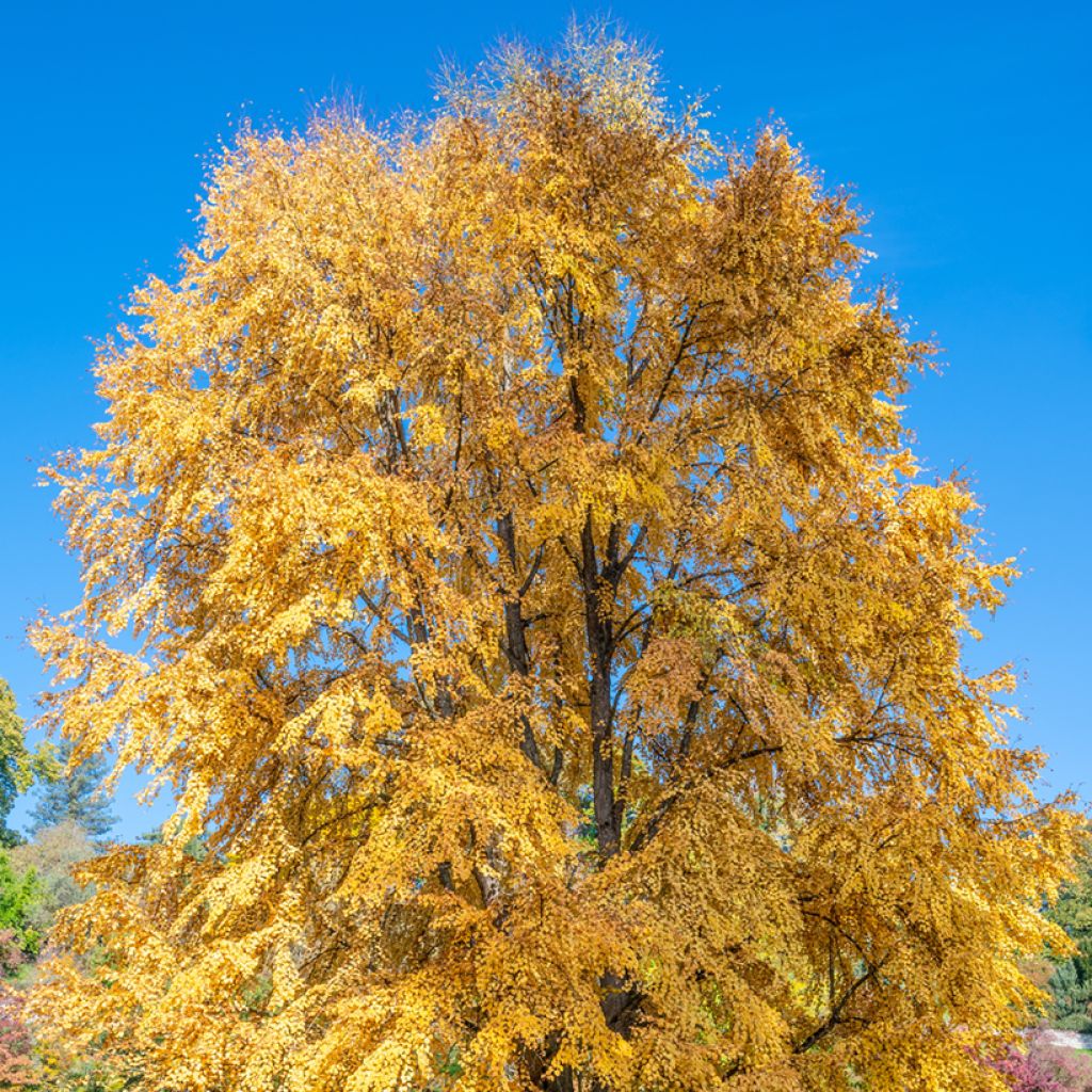 Cercidiphyllum japonicum