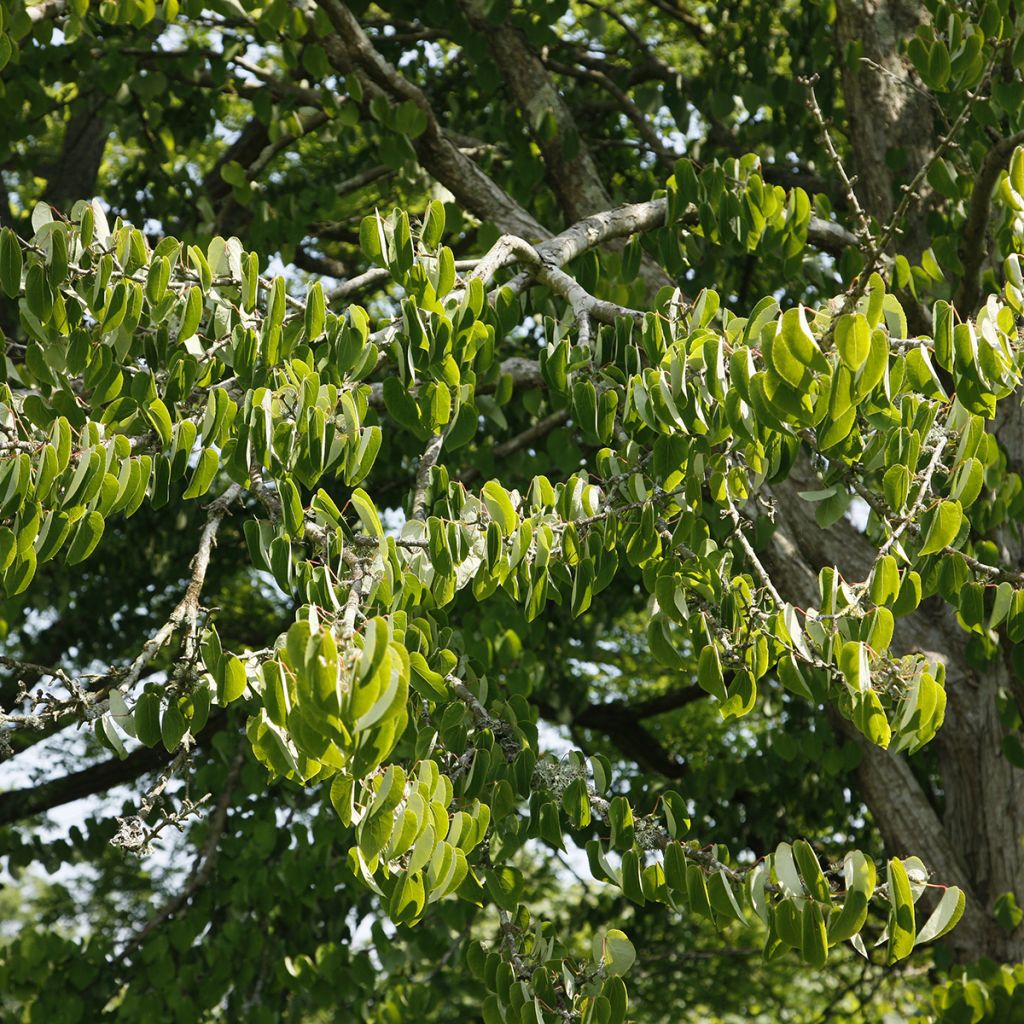 Cercidiphyllum magnificum - Katsura tree 