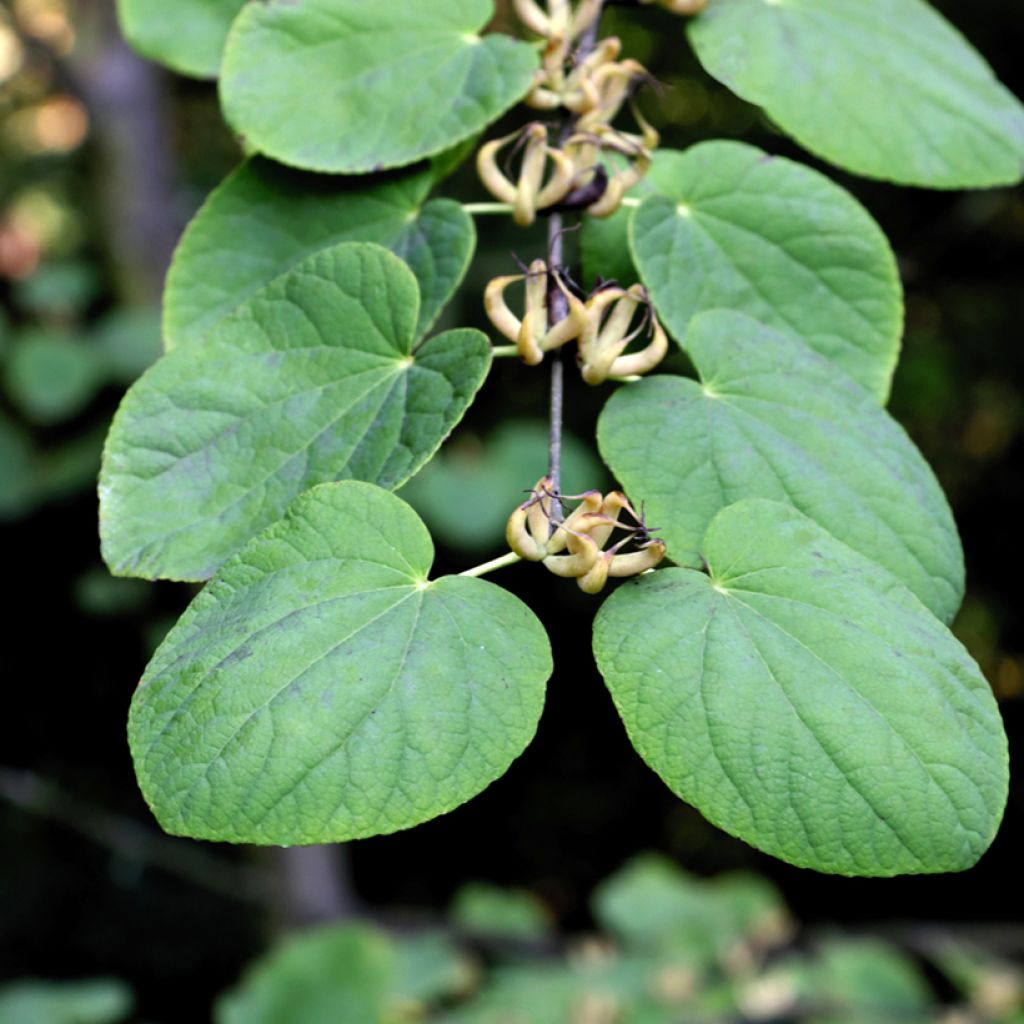 Cercidiphyllum magnificum - Katsura tree 