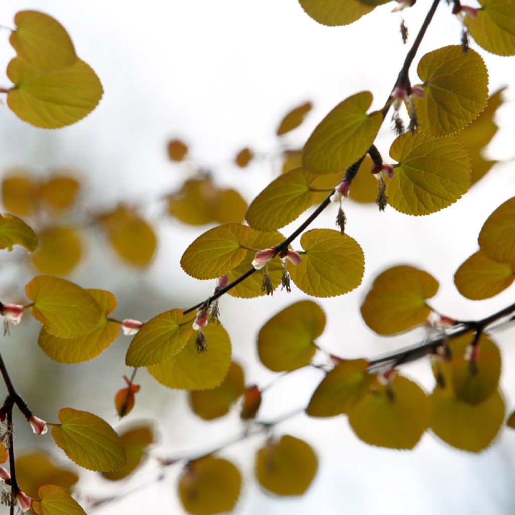 Cercidiphyllum magnificum - Katsura tree 