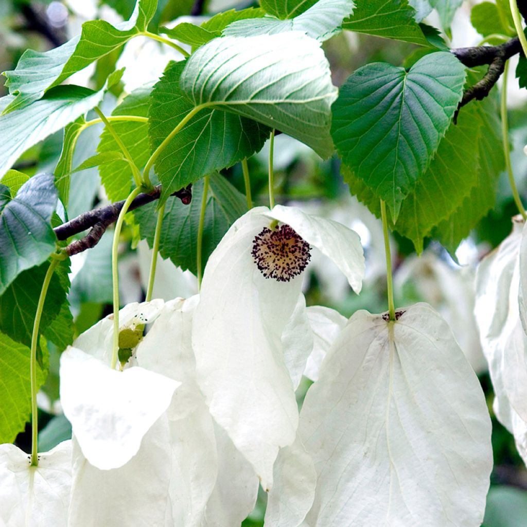 Davidia involucrata - Dove Tree