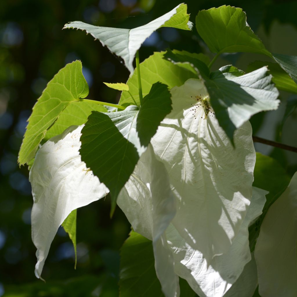 Davidia involucrata - Dove Tree