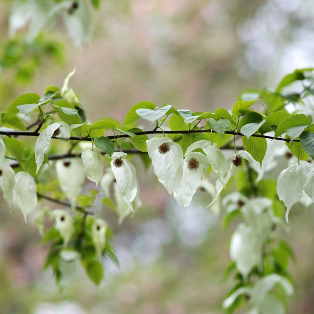 Davidia involucrata - Dove Tree