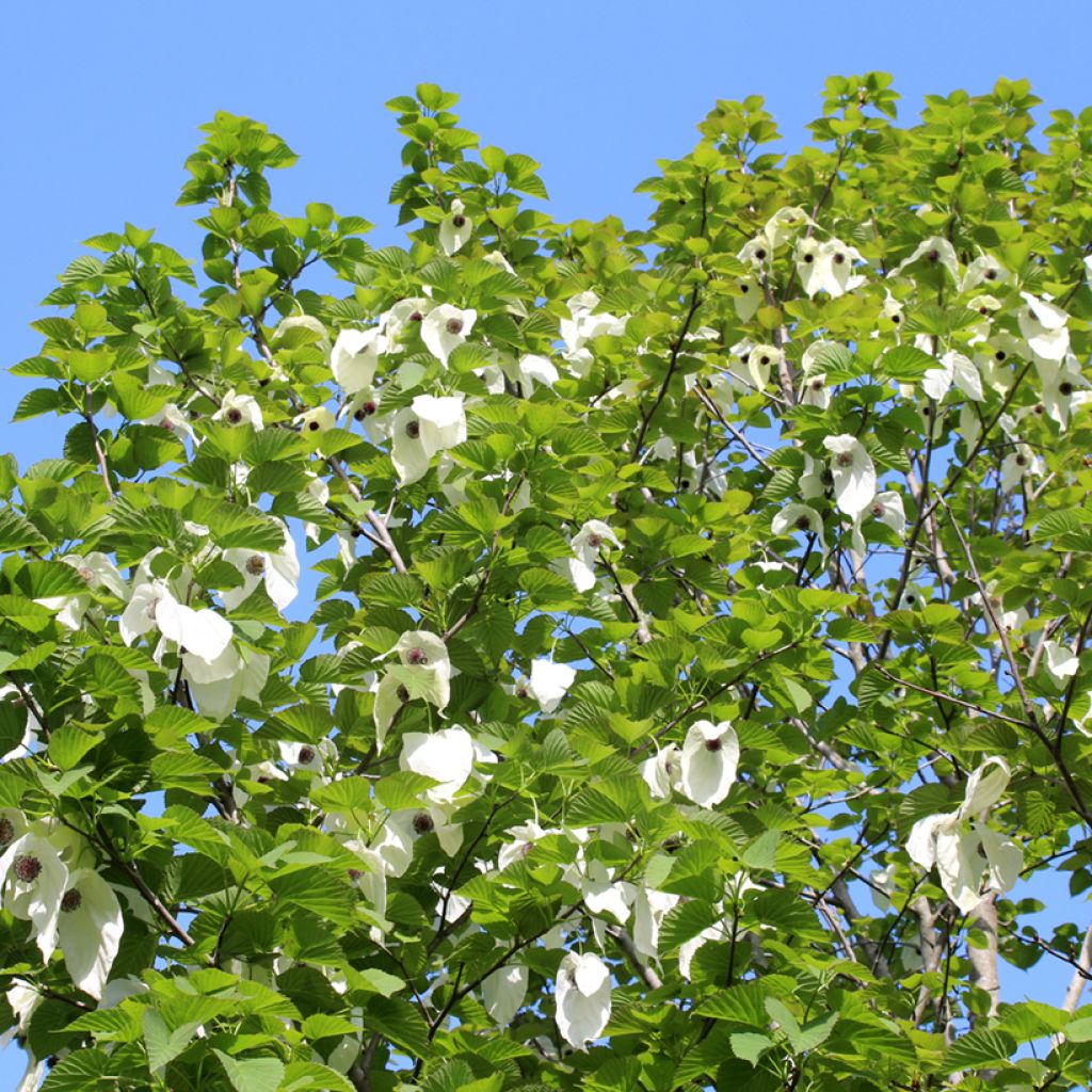 Davidia involucrata - Dove Tree