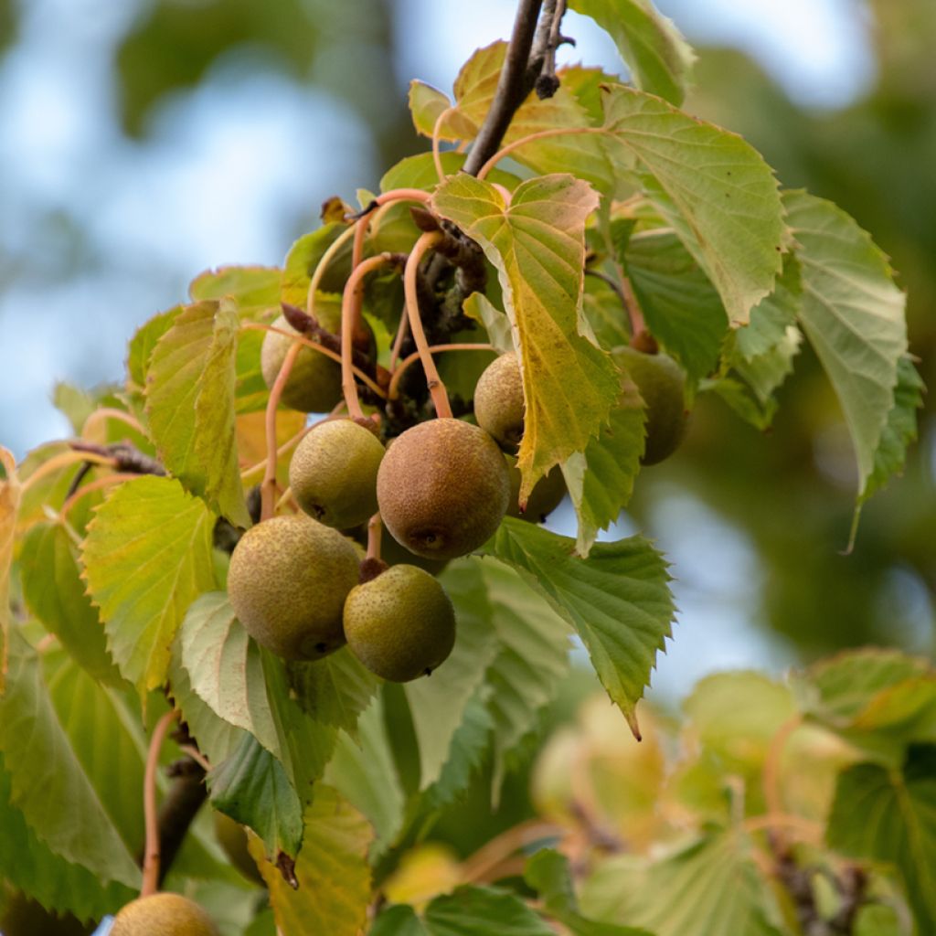 Davidia involucrata - Dove Tree