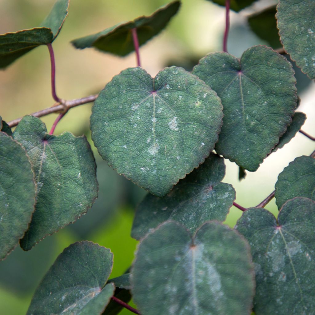 Cercidiphyllum japonicum Rotfuchs