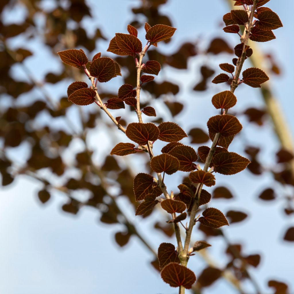 Cercidiphyllum japonicum Rotfuchs