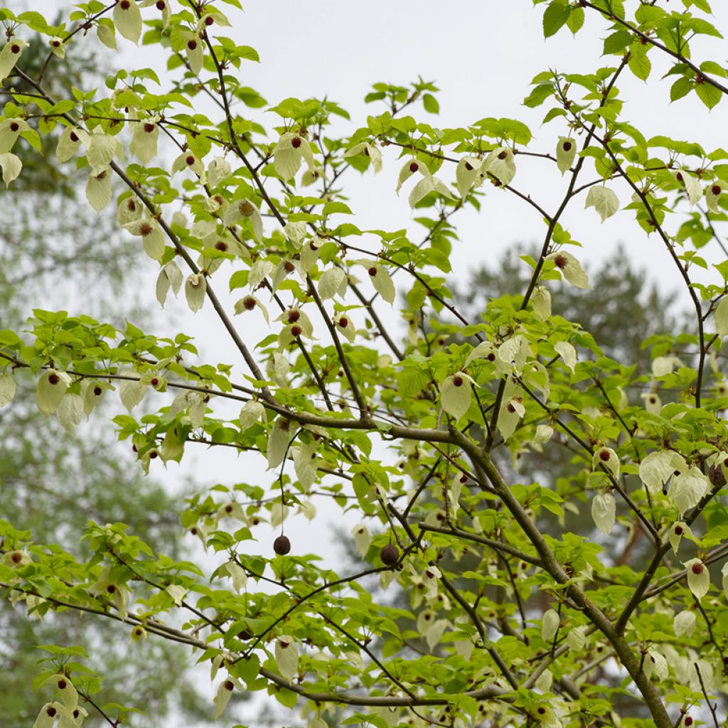 Davidia involucrata var. vilmoriniana - Dove Tree