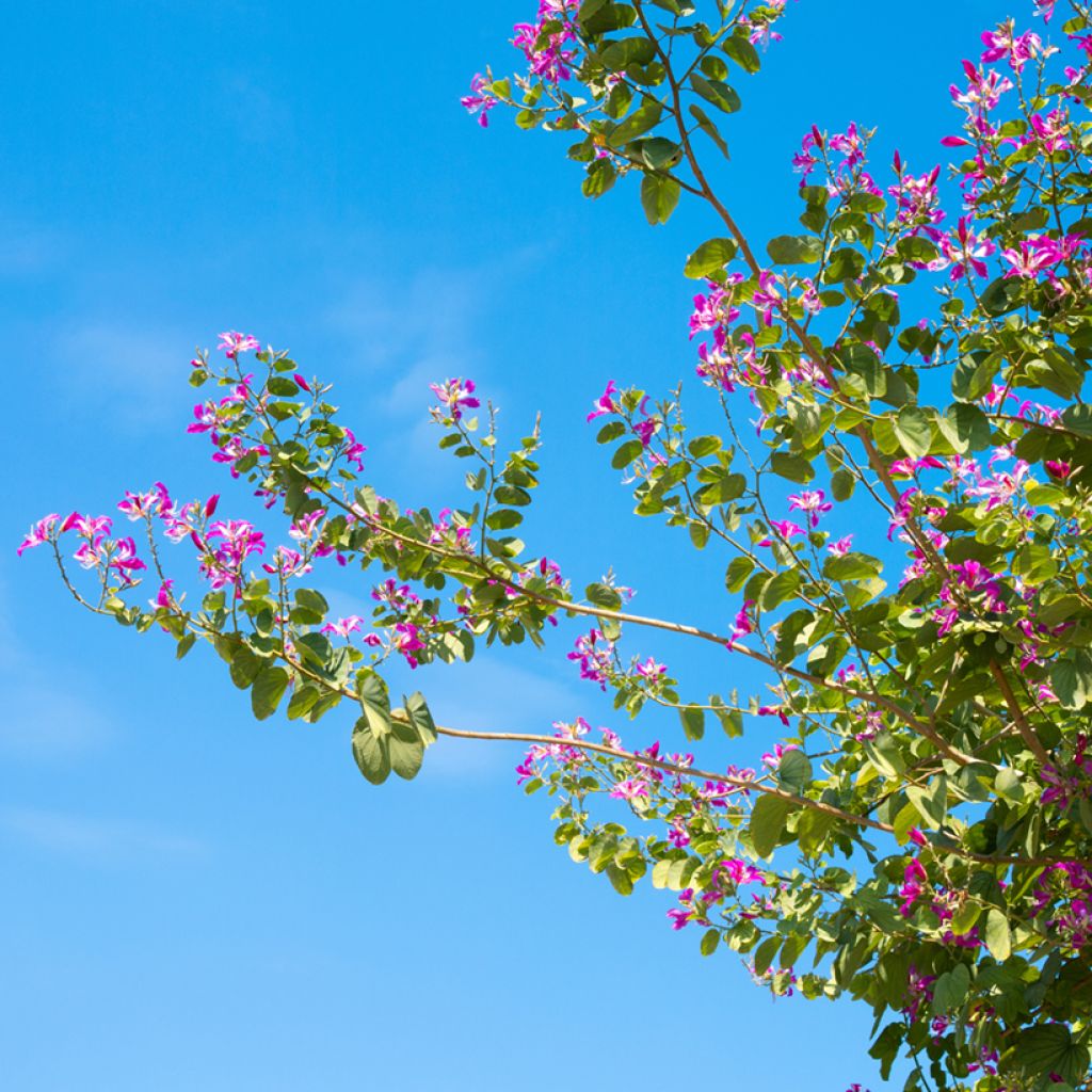 Bauhinia purpurea - Orchid tree