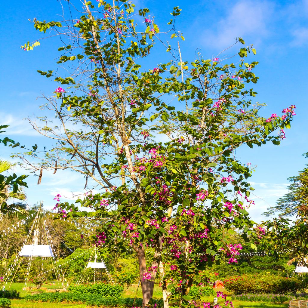 Bauhinia purpurea - Orchid tree