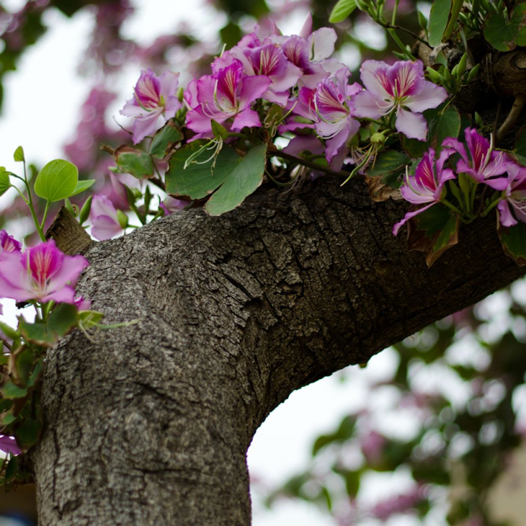 Bauhinia variegata - Orchid tree