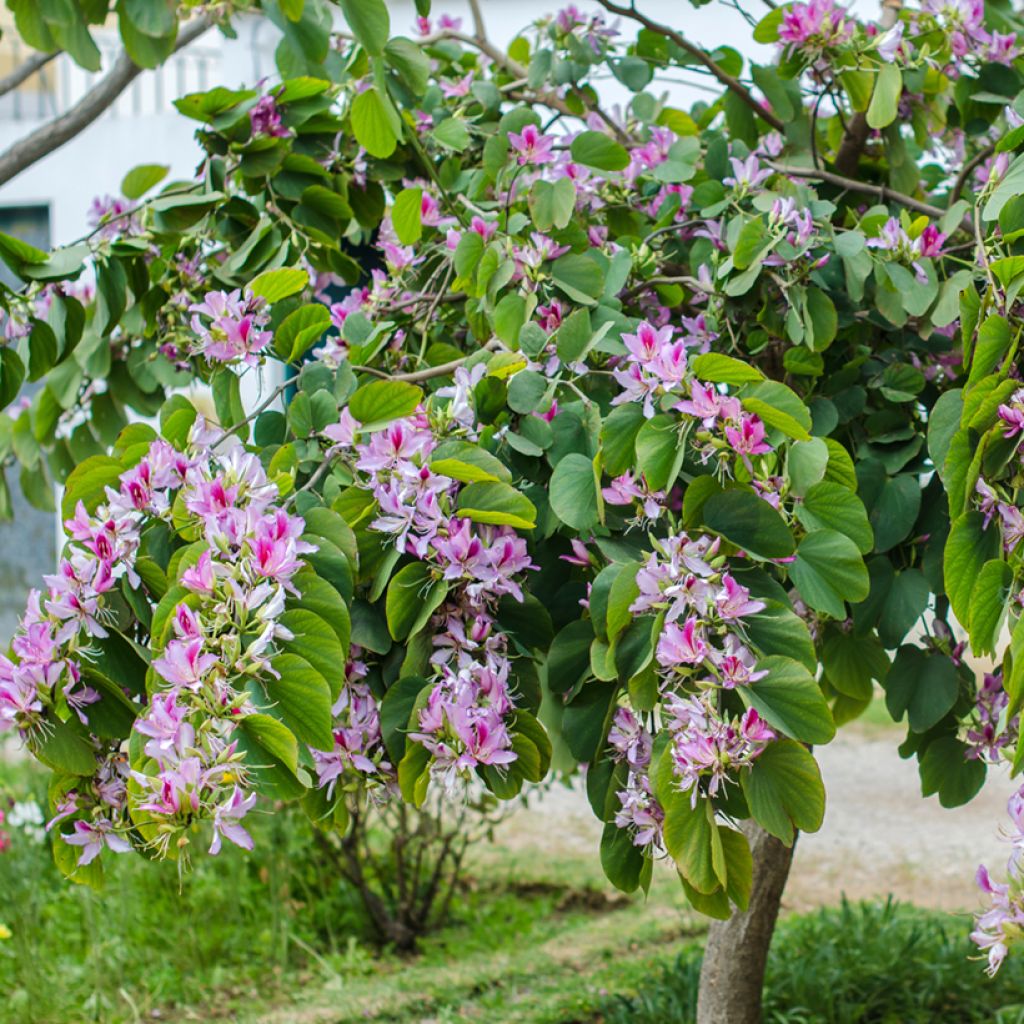 Bauhinia variegata - Orchid tree