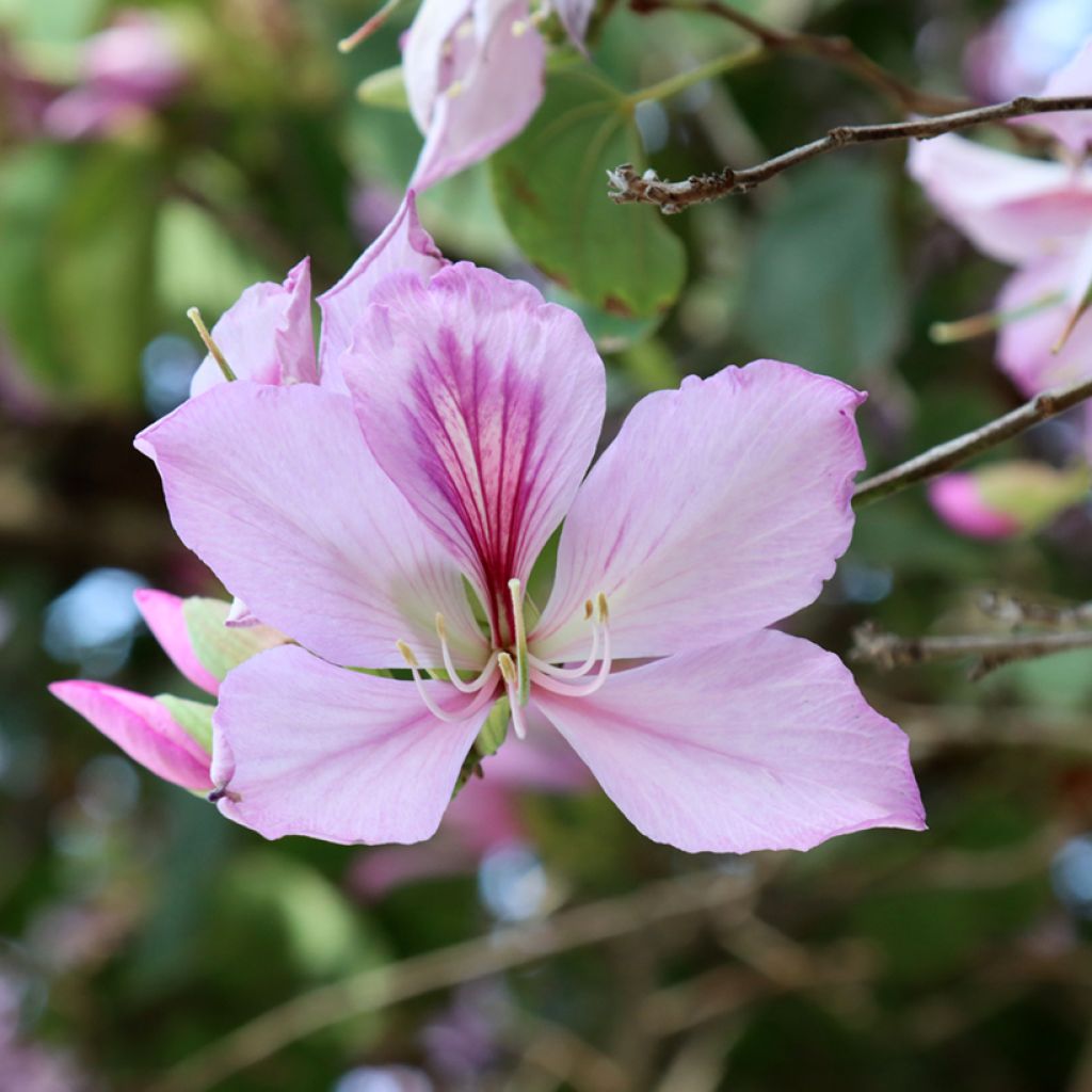 Bauhinia variegata - Orchid tree