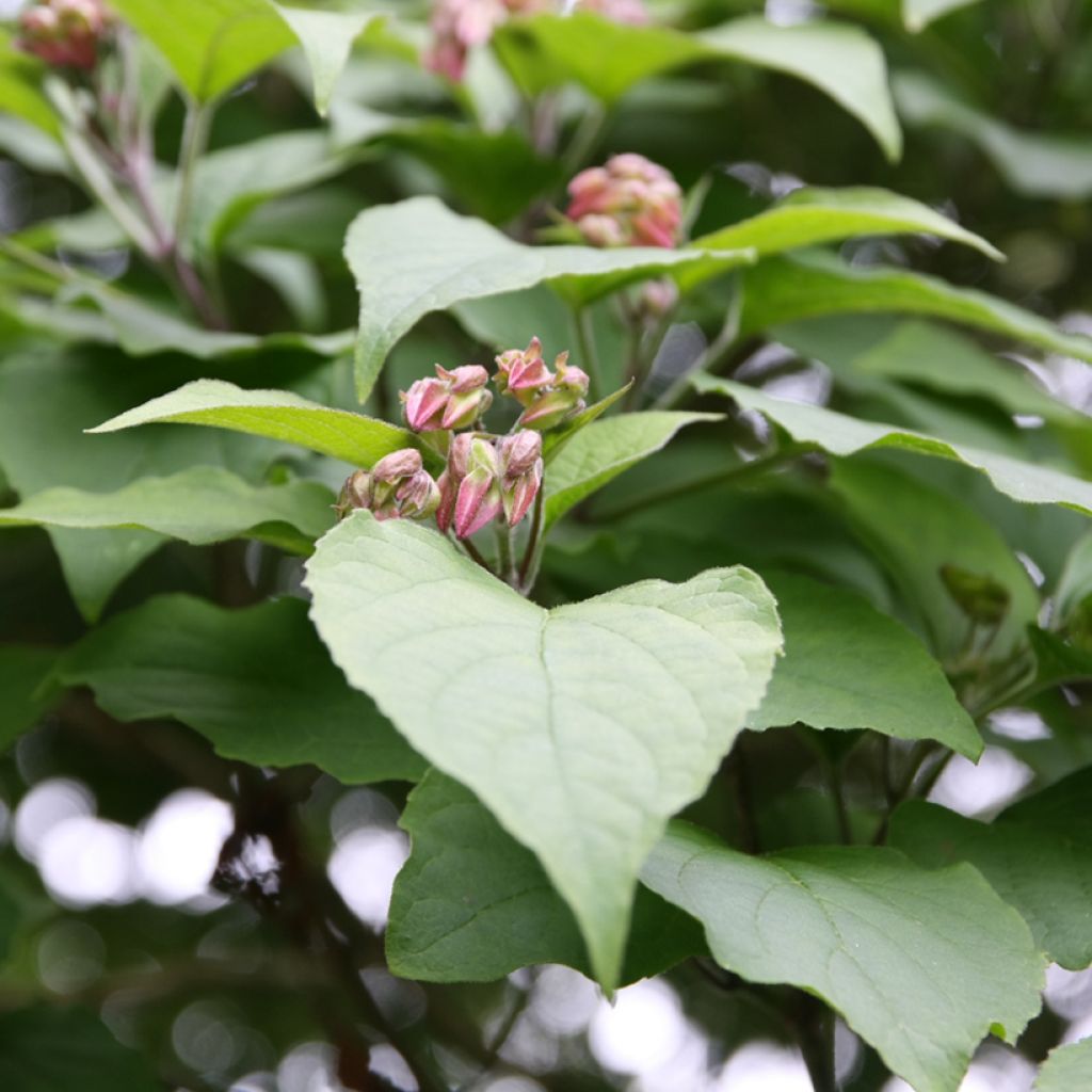 Clerodendrum trichotomum