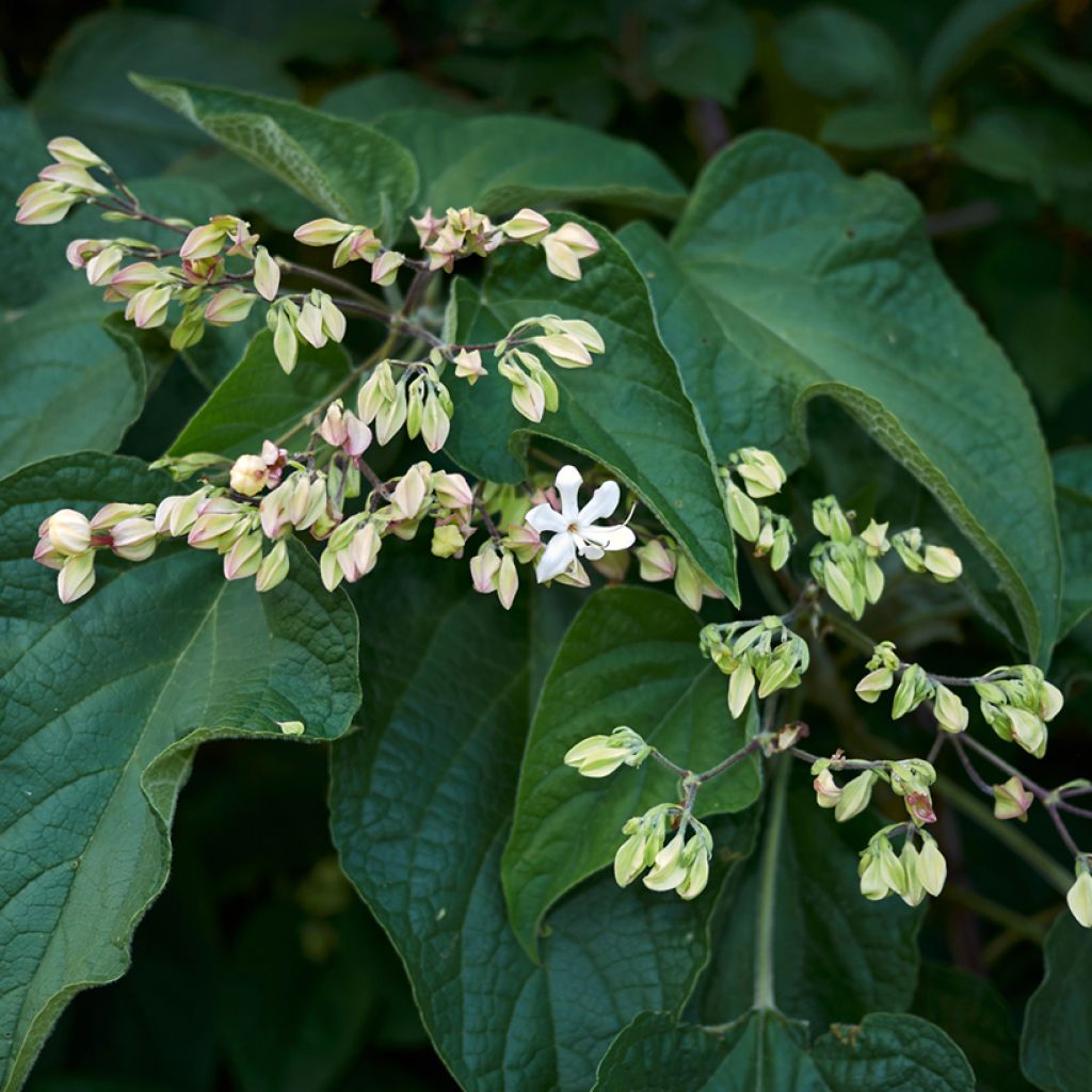 Clerodendrum trichotomum Fargesii