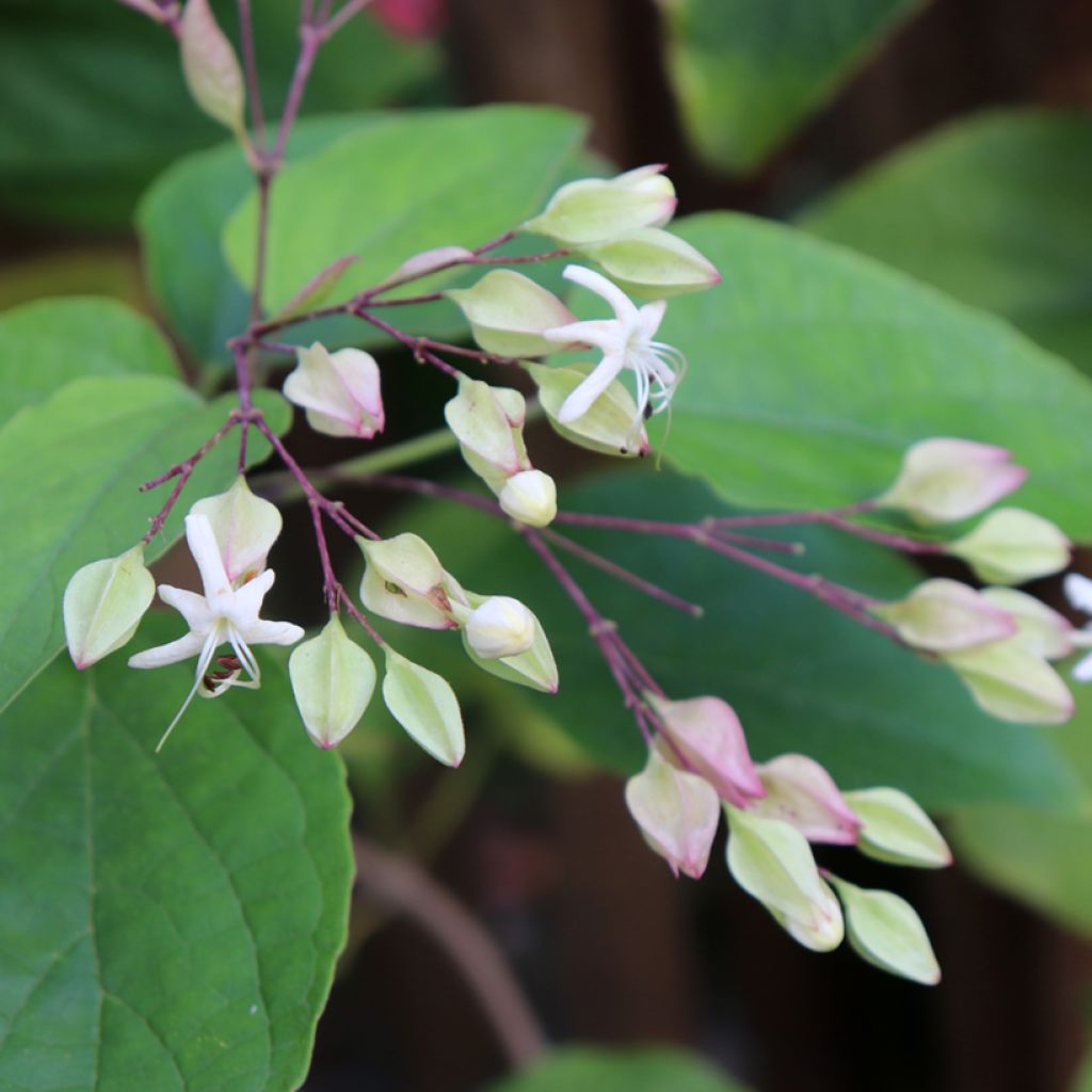 Clerodendrum trichotomum Fargesii