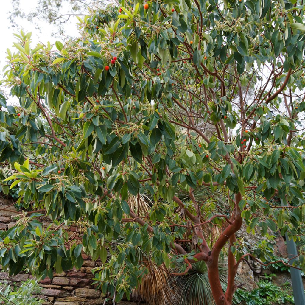 Arbutus andrachne