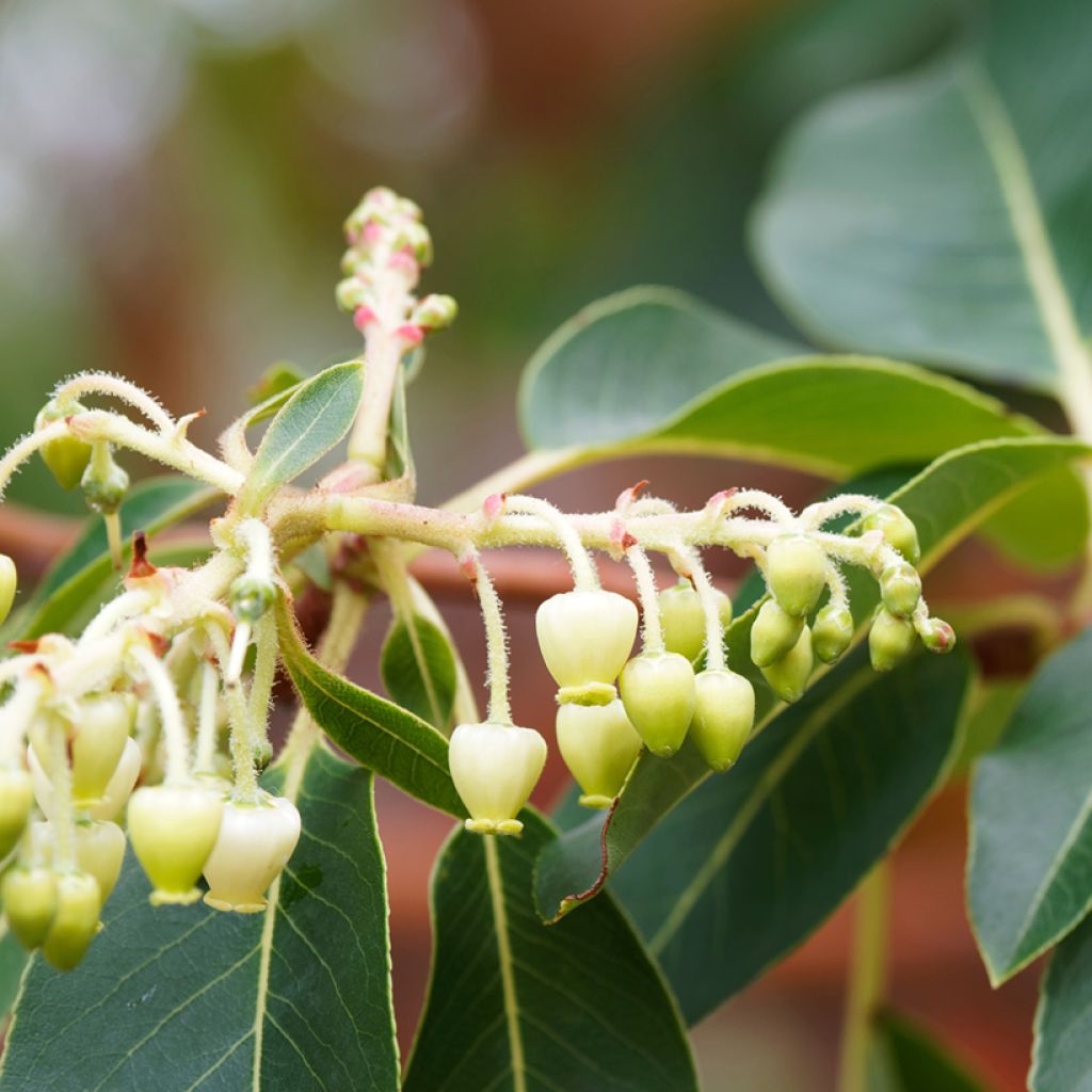 Arbutus andrachne