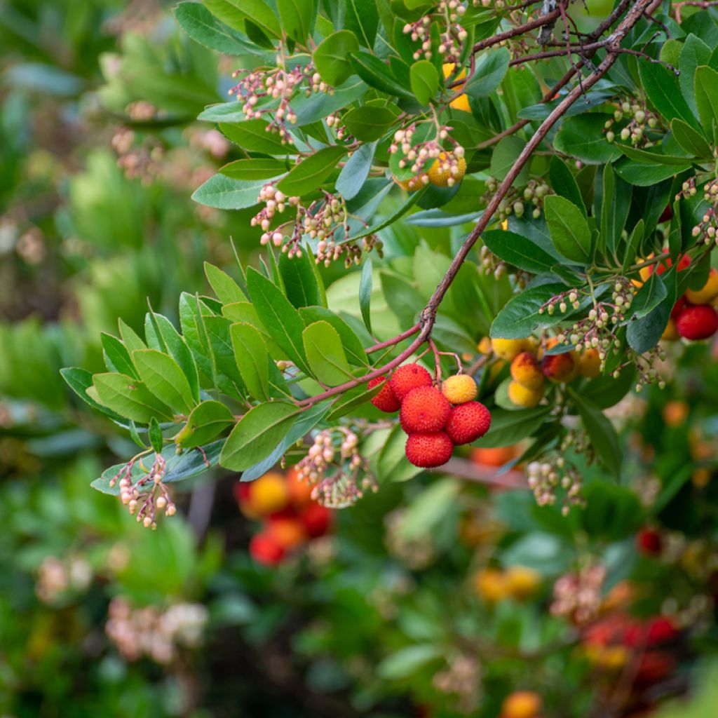 Arbutus unedo - Strawberry tree