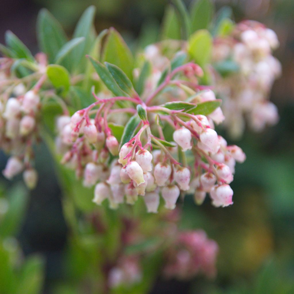 Arbutus unedo - Strawberry tree