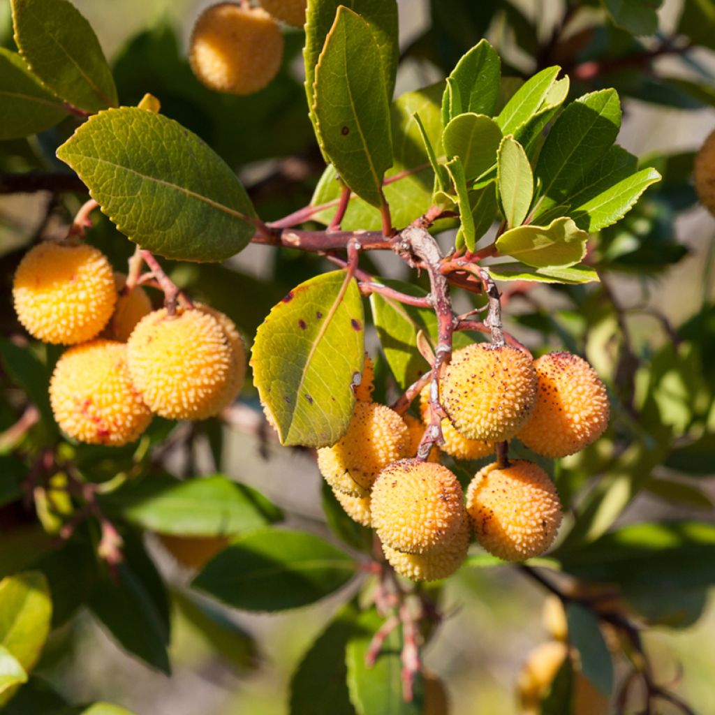 Arbutus unedo Atlantic - Strawberry Tree