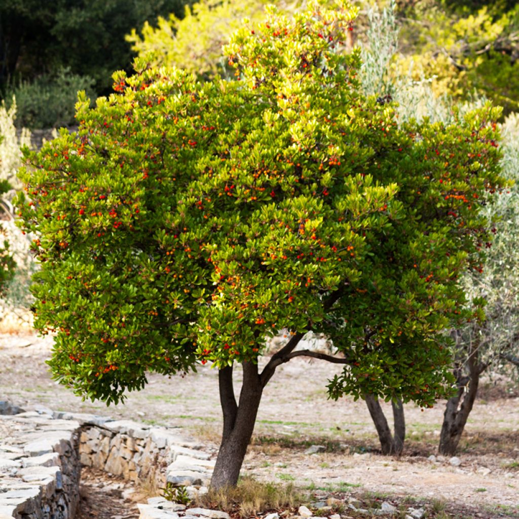 Arbutus unedo Compacta - Strawberry tree